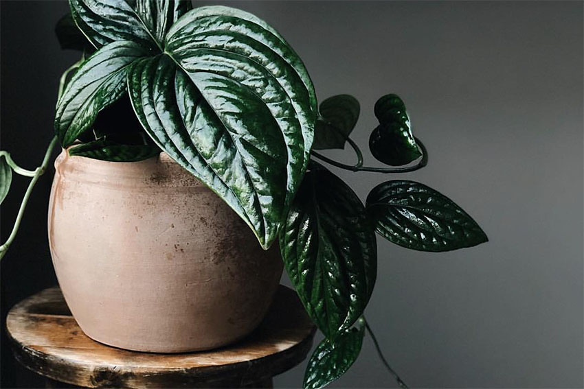 7 инстаграмов о любви к растениям