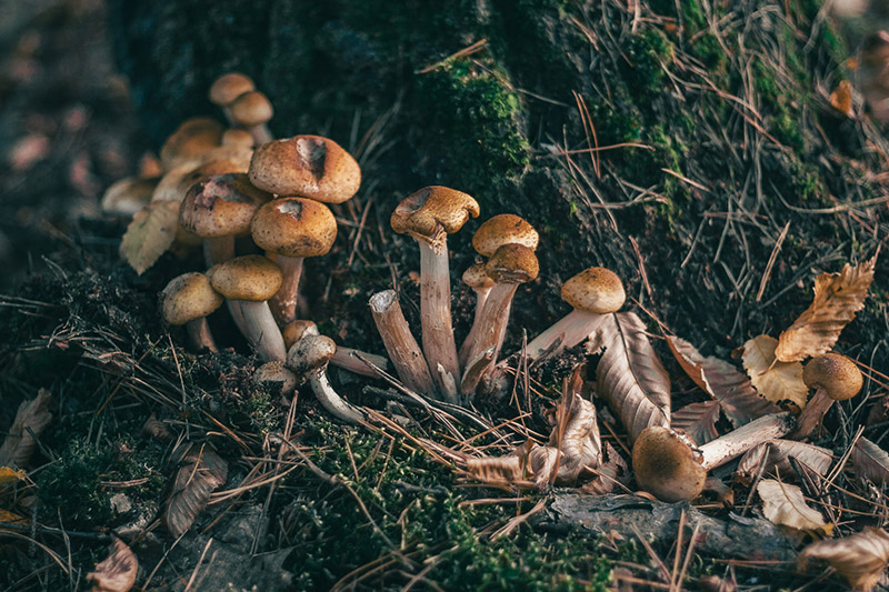 Как правильно ходить за грибами? 